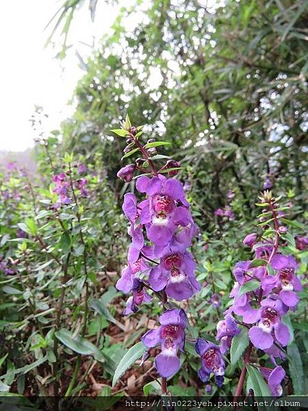 2017-12-10~陽明山~隨拍