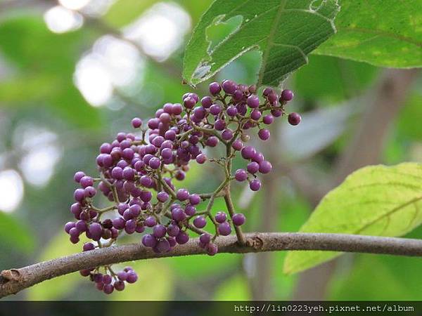 杜虹花(臺灣紫珠)