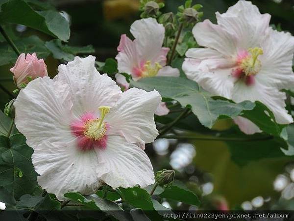 山芙蓉