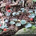 2017-10-22~二叭子植物園 