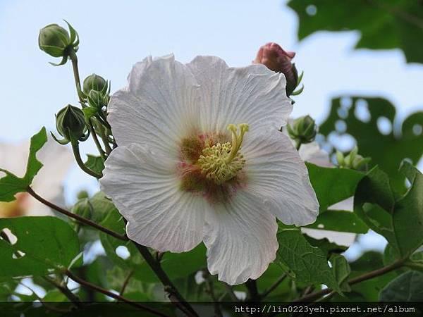 山芙蓉