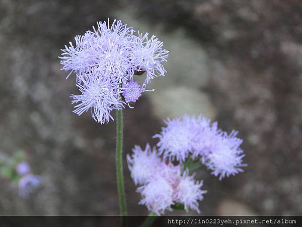 紫花藿香薊