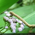 紫花藿香薊 