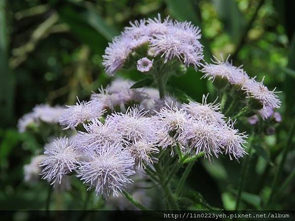 紫花藿香薊 