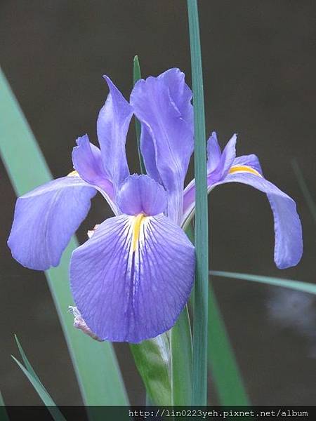 維吉尼亞鳶尾