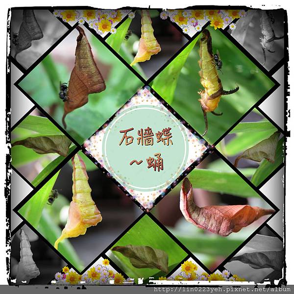 石牆蝶~蛹 石牆蝶~蛹