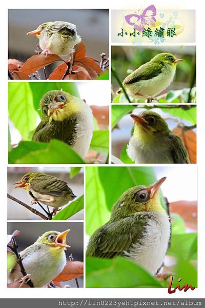 小綠繡眼