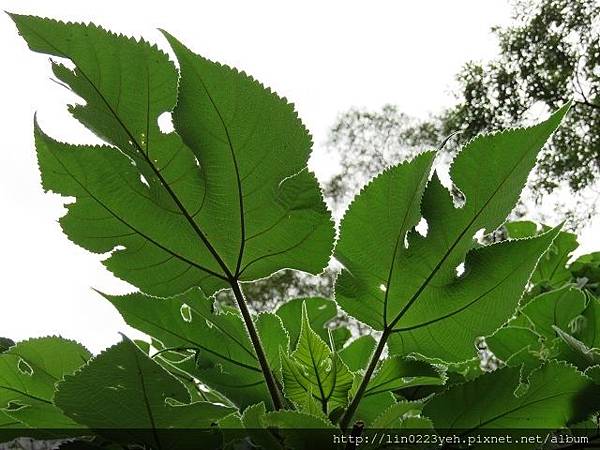 2018-6-10~碧湖步道