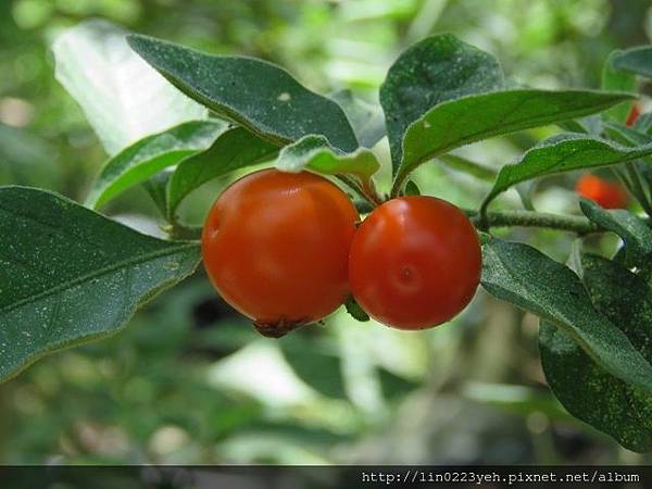 2018-6-17~白石湖吊橋~隨拍