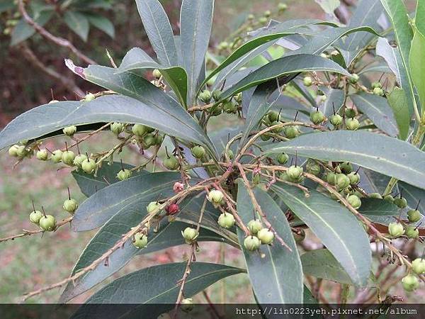 台灣馬醉木