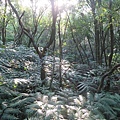 2018-10-21~大崙頭尾山親山步道 