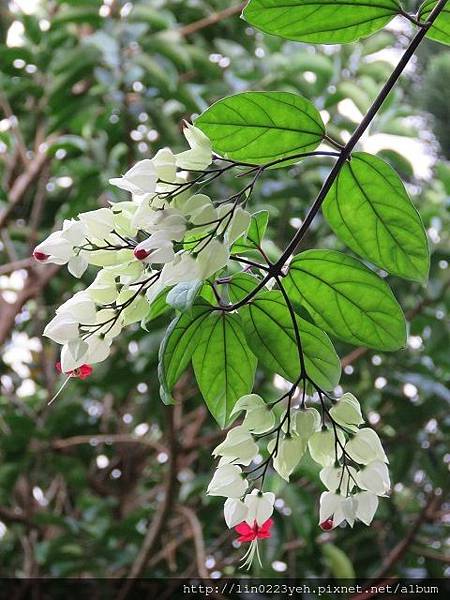 白花龍吐珠(白花萼龍吐珠)