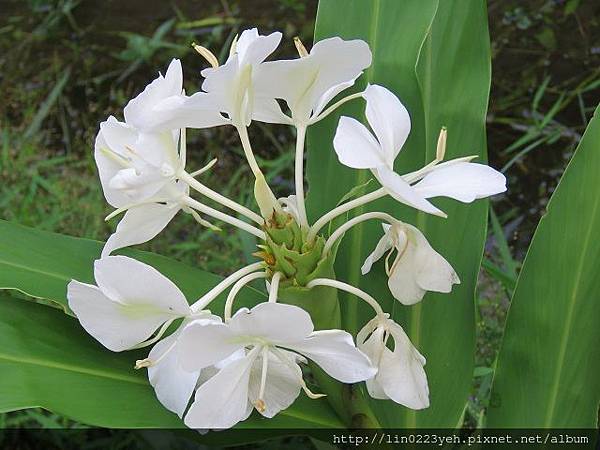 野薑花 