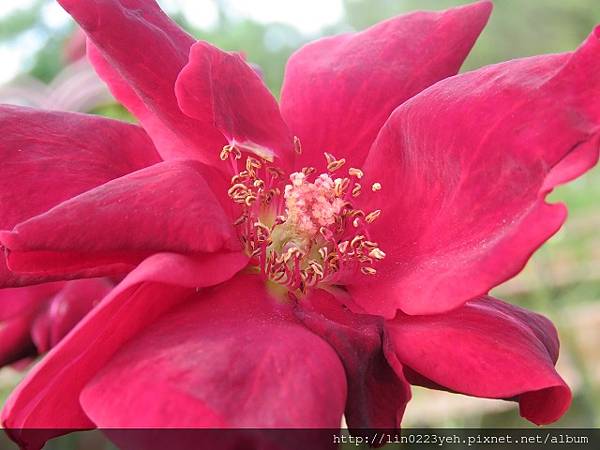 玫瑰花(士林官邸)~2018-10-14