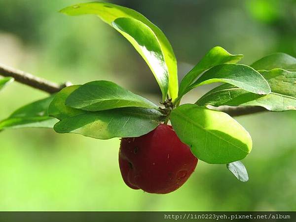 西印度櫻桃 (1).JPG