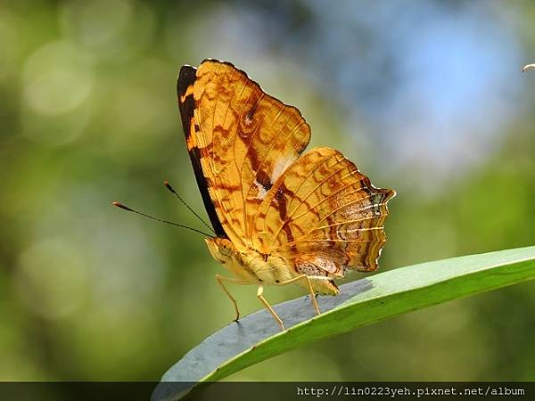 2018-11-11~陽明山