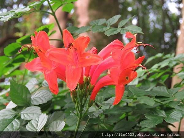 2018-11-11~士林花卉中心