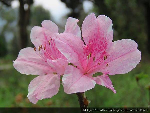 杜鵑花