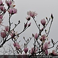 楓樹湖~木蘭花