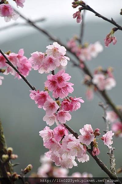 楓樹湖~櫻花