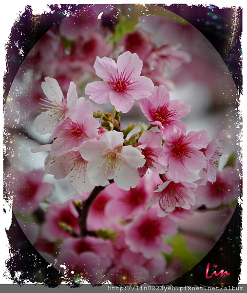 寒櫻～樂活公園2019-2/8