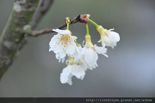 2019-3-3~樂活公園(東湖)福爾摩沙櫻