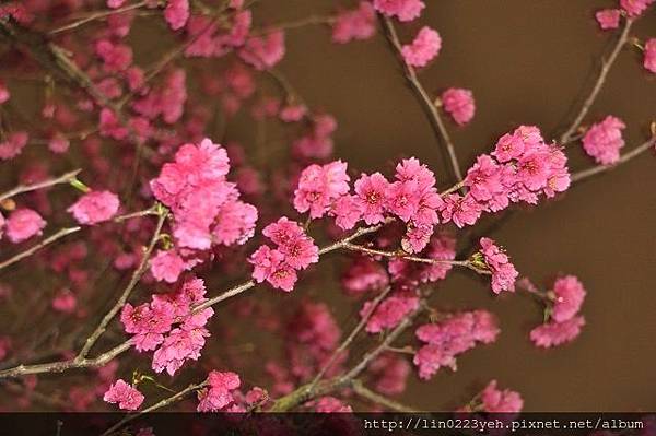 2019-2-24~樂活公園~東湖 (八重櫻)