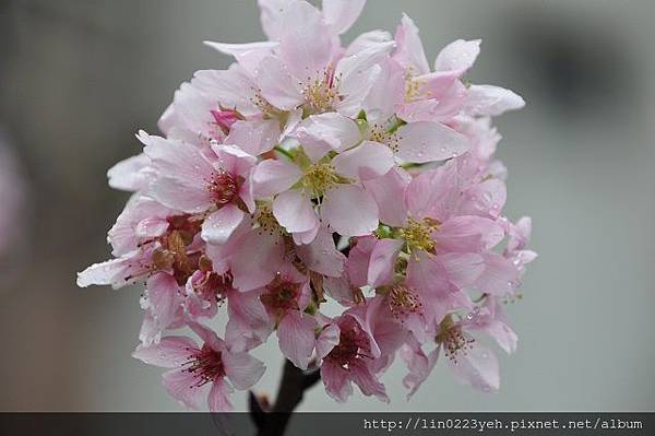 2019-3-3~樂活公園(昭和櫻)