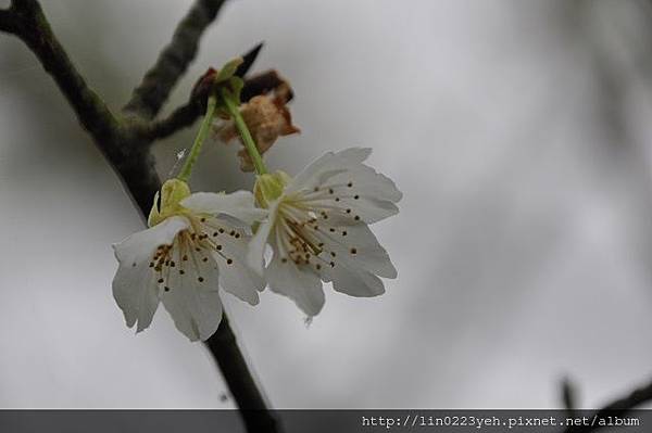 2019-3-3~樂活公園(東湖)福爾摩沙櫻