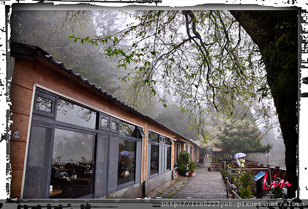 霧社櫻～108-3/16觀霧山莊