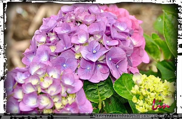陽明山水車寮步道～繡球花