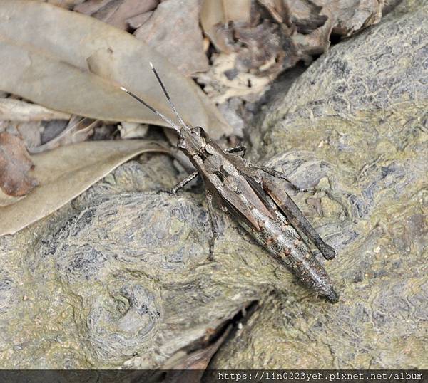 明舉山親山步道～109-3/8