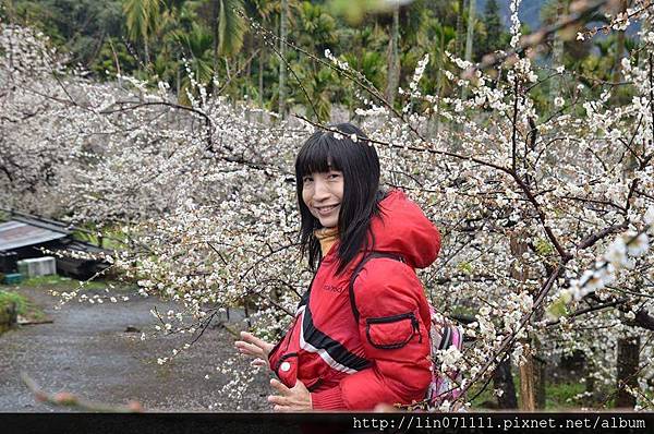 南投縣信義鄉牛稠坑汪家梅園