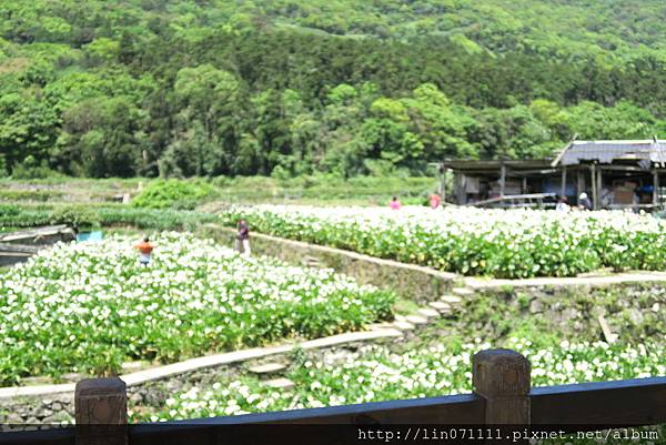 陽明山竹子湖