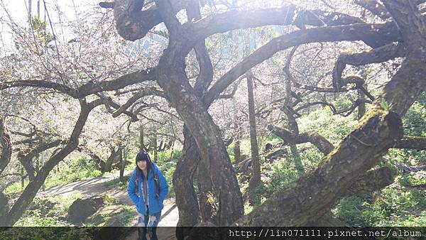 南投信義--牛稠坑-汪家梅園