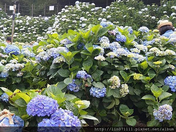 高家繡花田