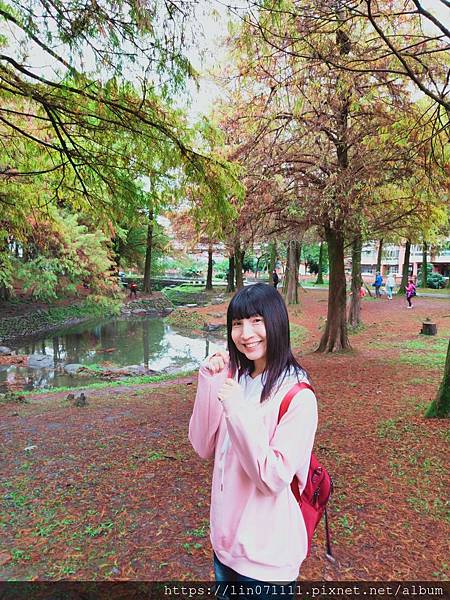 宜蘭羅東運動公園落雨松