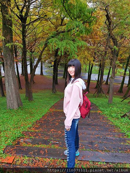 宜蘭羅東運動公園落雨松