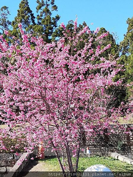 清境農場小瑞士花園