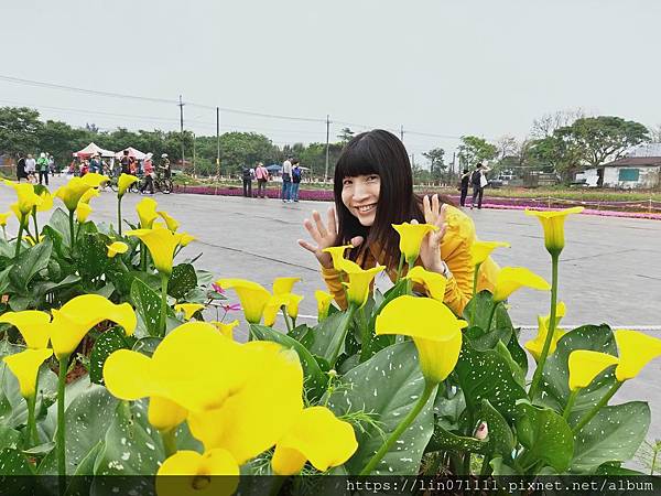 桃園彩色海芋季