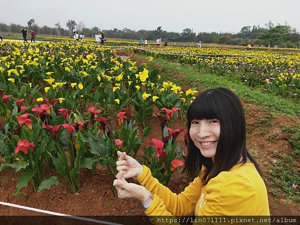 桃園彩色海芋季