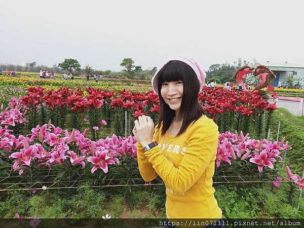 桃園彩色海芋季