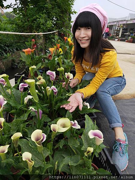 桃園彩色海芋季