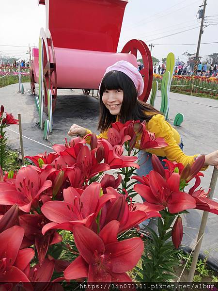 桃園彩色海芋季