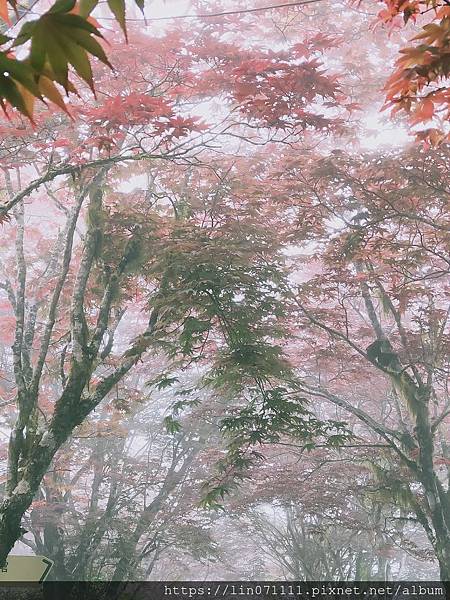 太平山森林遊樂區