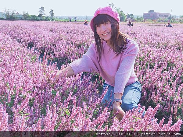 楊梅仙草花秘境