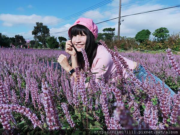 楊梅仙草花秘境