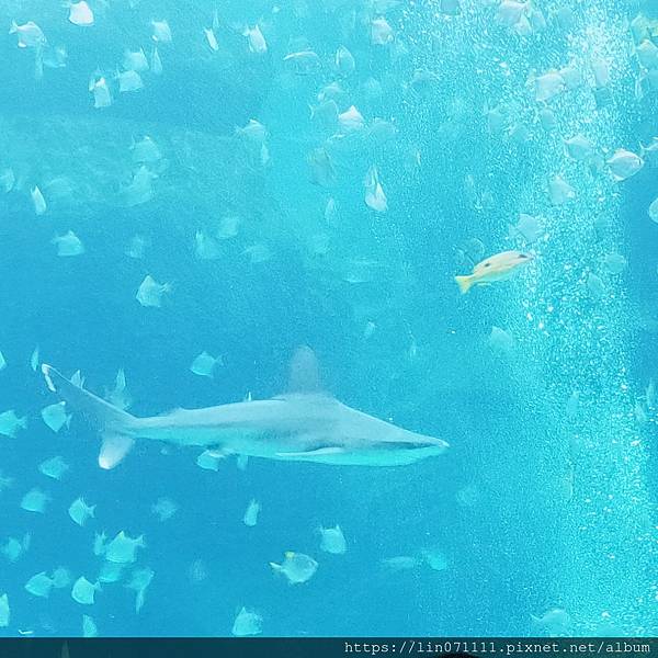 Xpark水族館