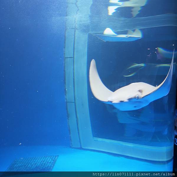 Xpark水族館