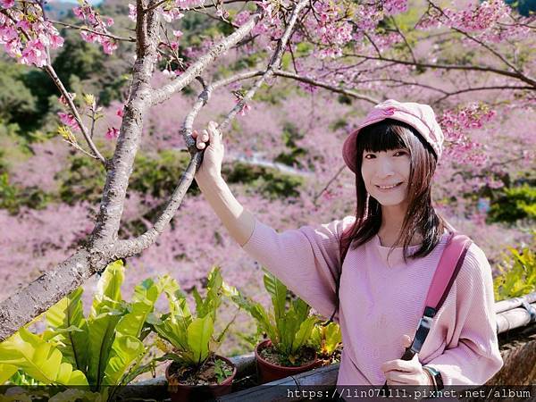 三峽大雄櫻花林